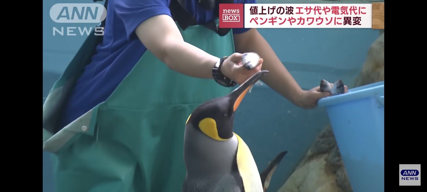 Penguins in Japan flip out over cheap fish