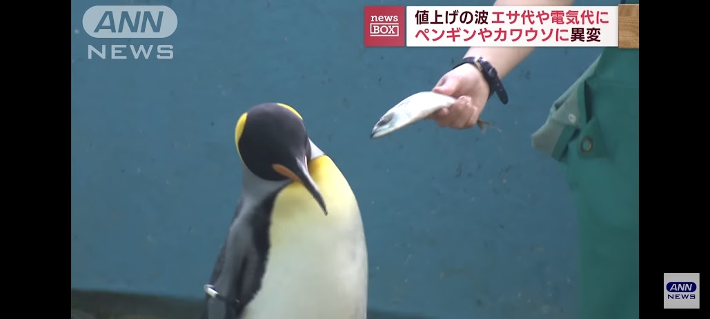 Penguins in Japan flip out over cheap fish
