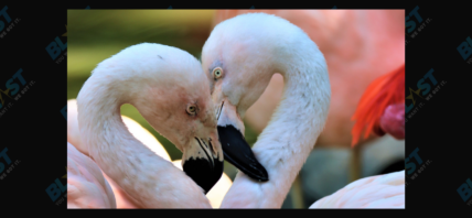 Flamingos