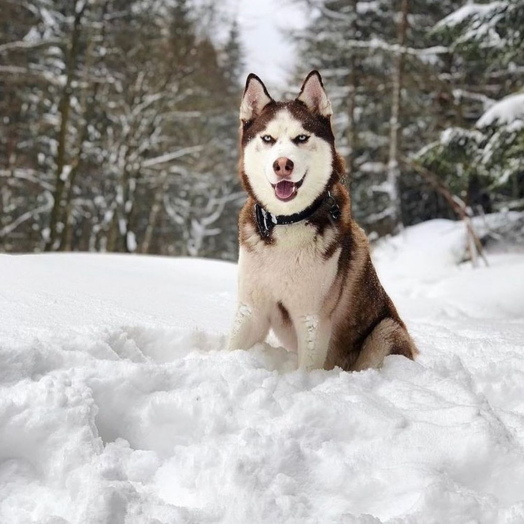 Siberian Husky