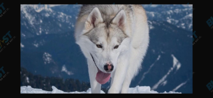 Siberian Husky