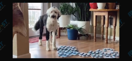 What About Bunny TikTok