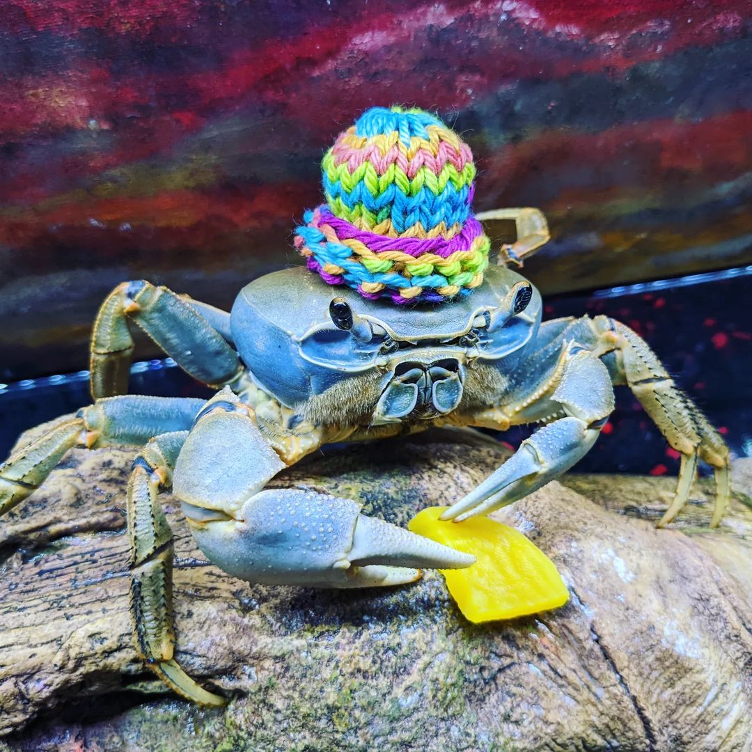 Howie the crab