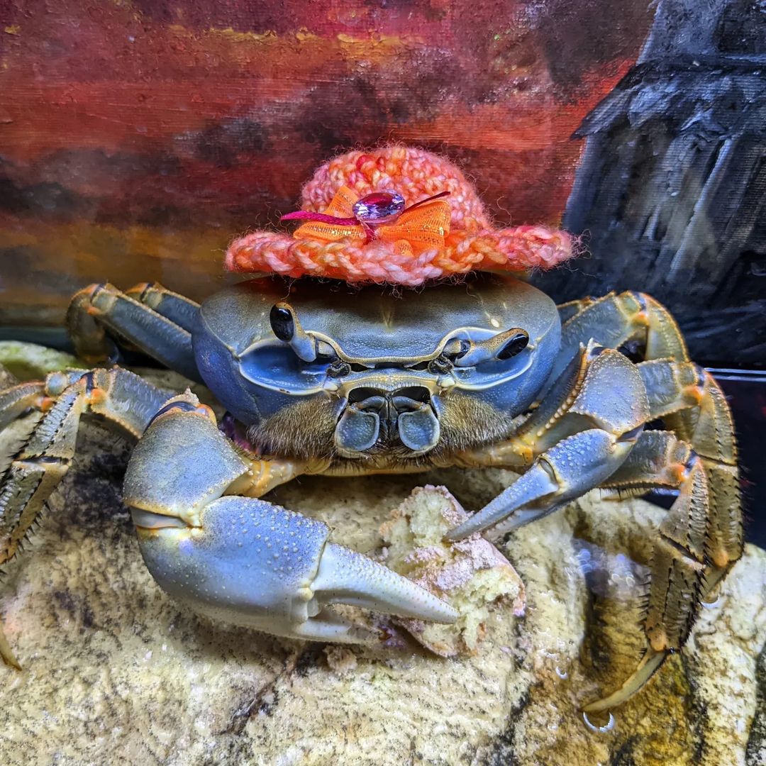 Howie the crab