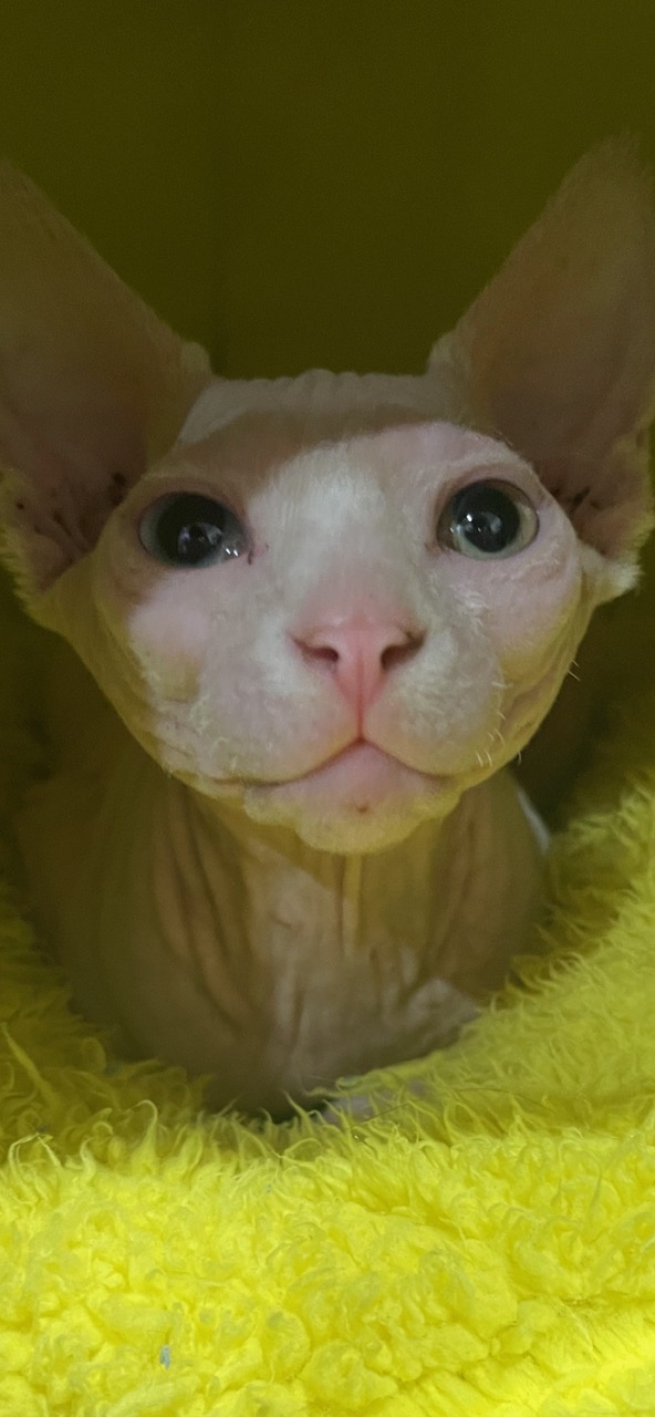Nudacris the TikTok sphynx