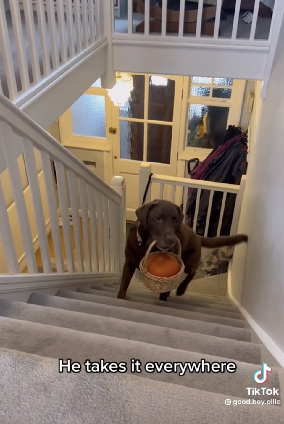 Ollie the lab