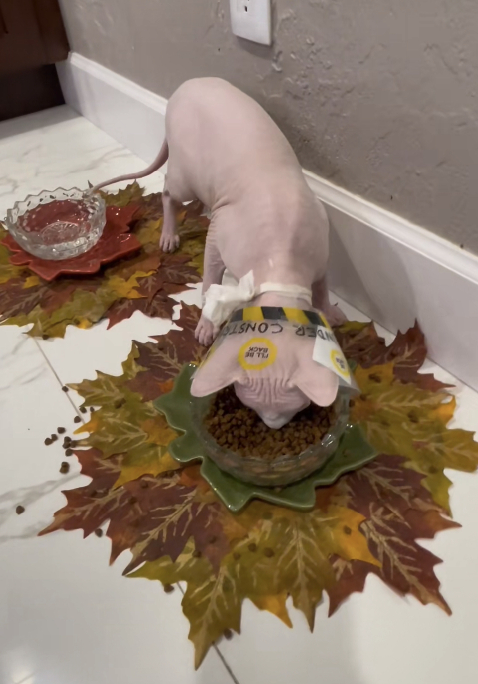 Nudacris TikTok Sphynx