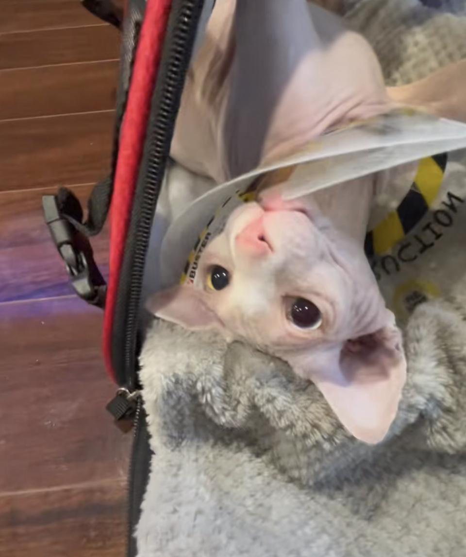 Nudacris TikTok Sphynx