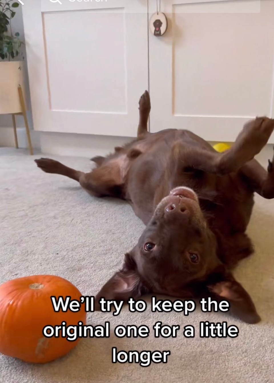 Good Boy Ollie on TikTok