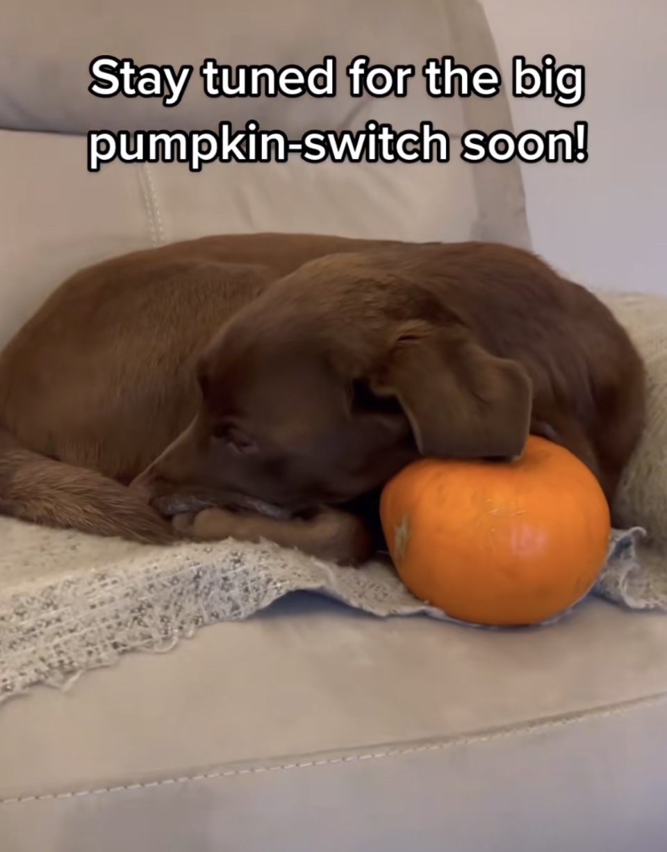 Good Boy Ollie TikTok