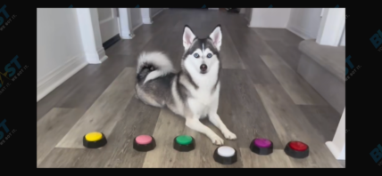 Sapphie the Pomsky on TikTok