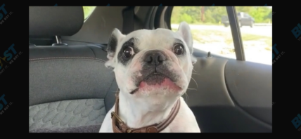 Walter Geoffrey the Frenchie