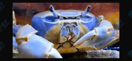 Howie the Crab on Tiktok