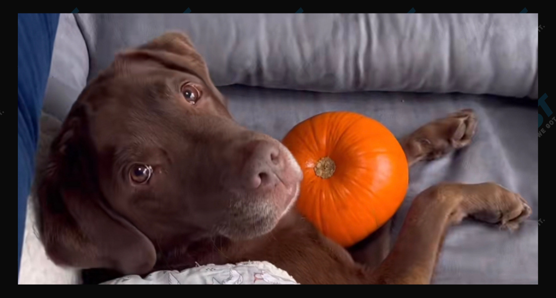 Good Boy Ollie on TikTok