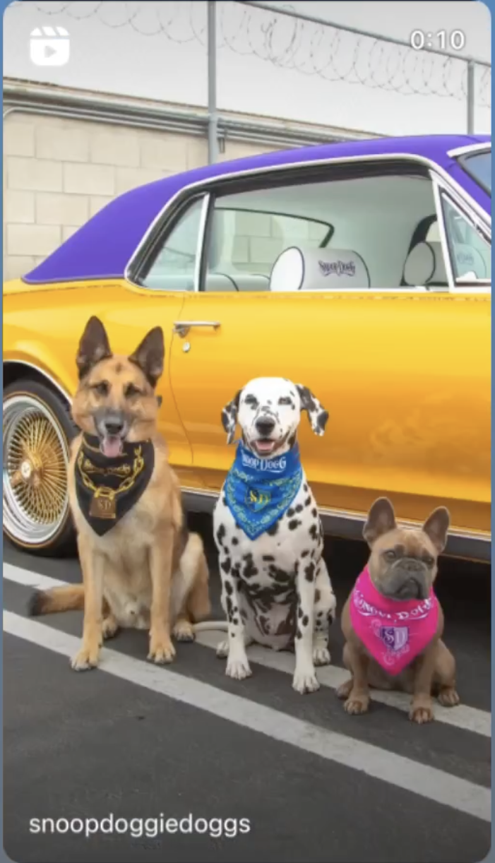 Snoop Dogg's No Discrimination Dog Clothing Launching
