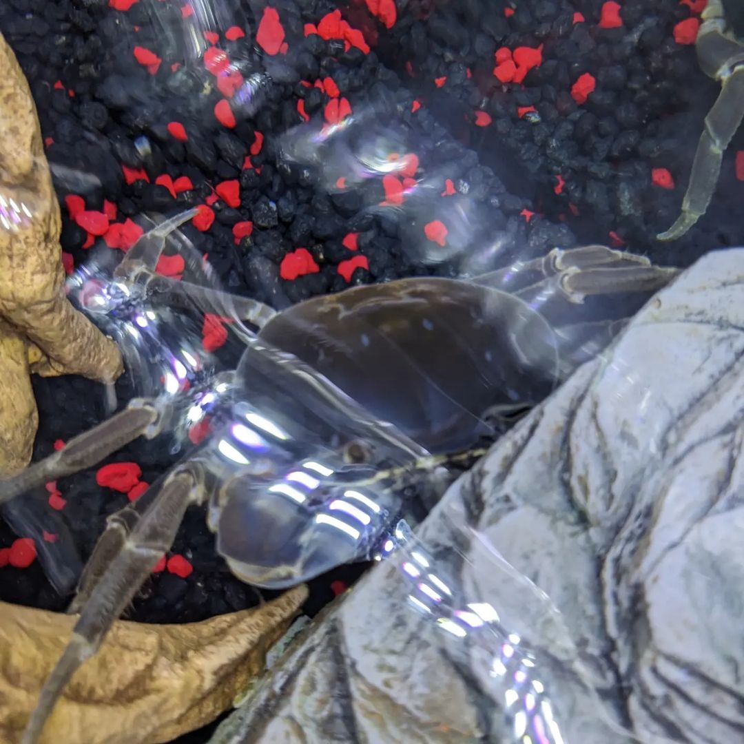 Howie the Crab molted live on TikTok