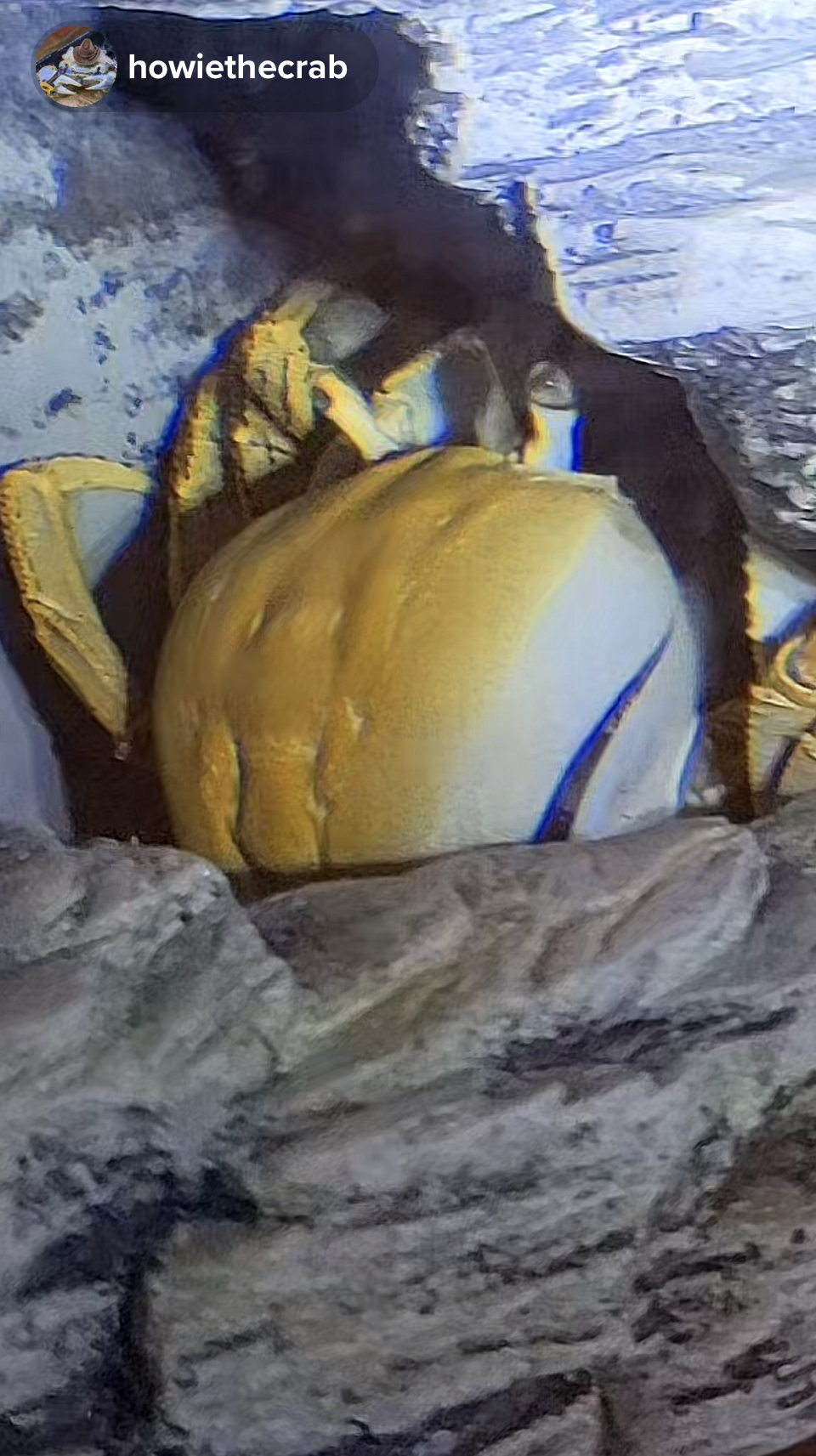 Howie the Crab molting live on TikTok