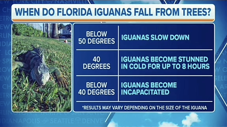 Falling iguanas