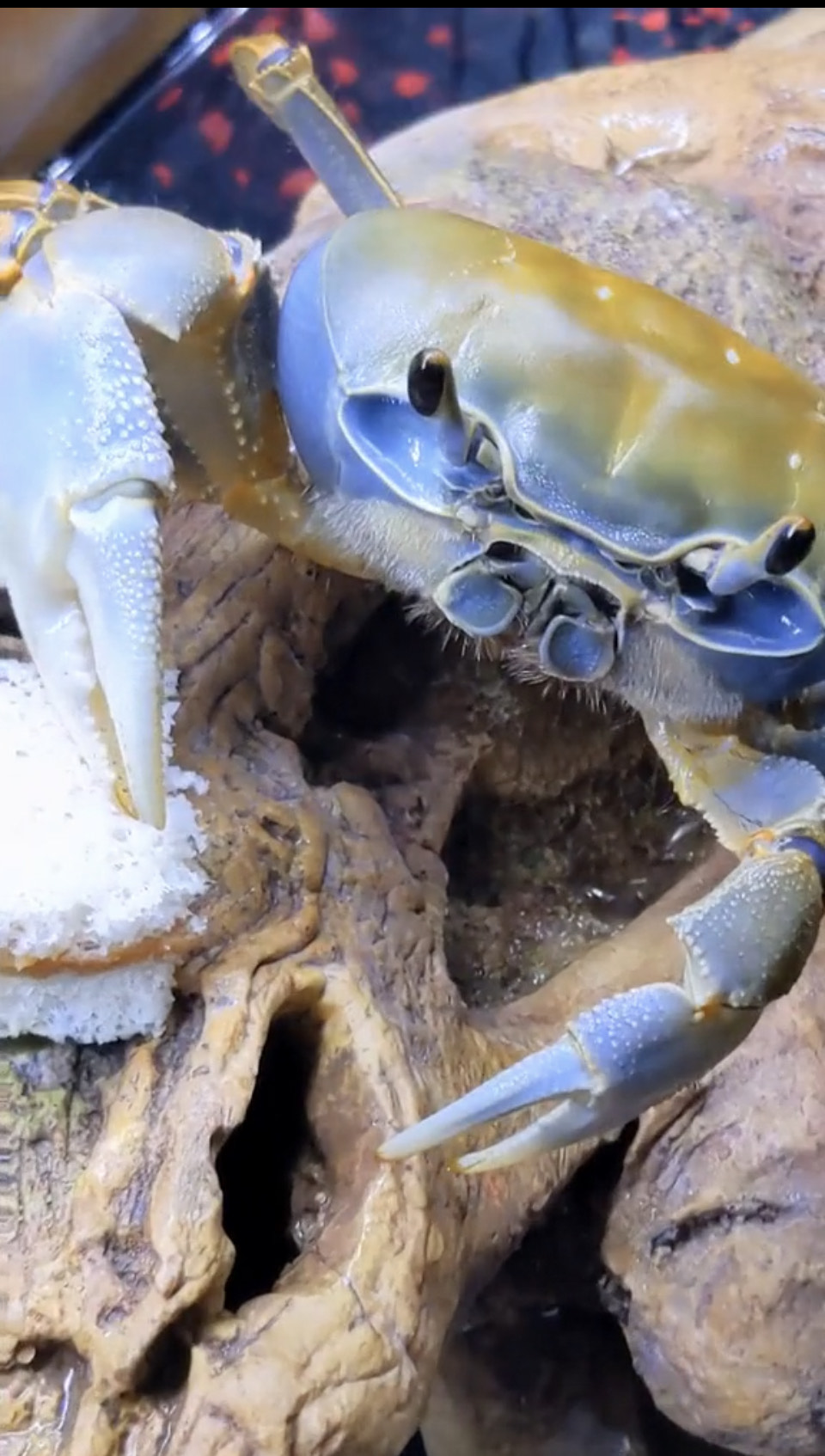 Howie the Crab