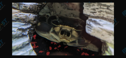 Howie the Crab Molted!
