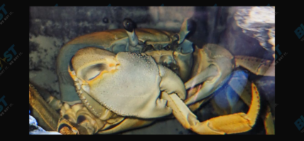 Howie the Crab