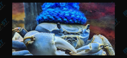 Howie the Crab