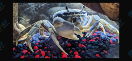 Howie the Crab