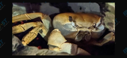 Howie the Crab