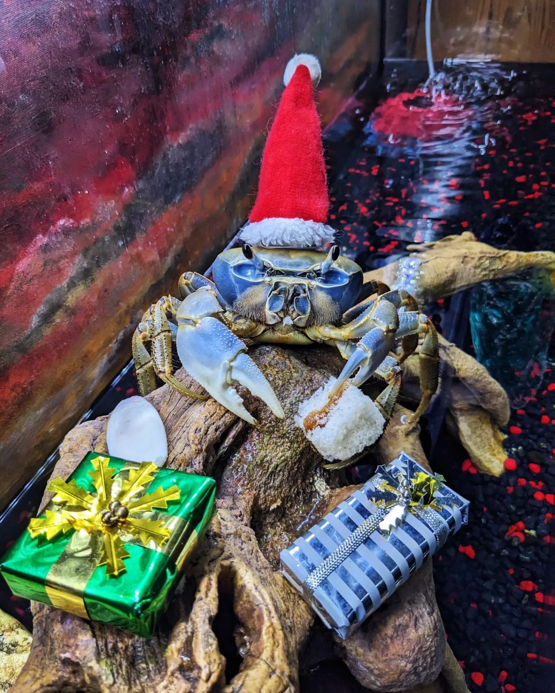 Howie the Crab