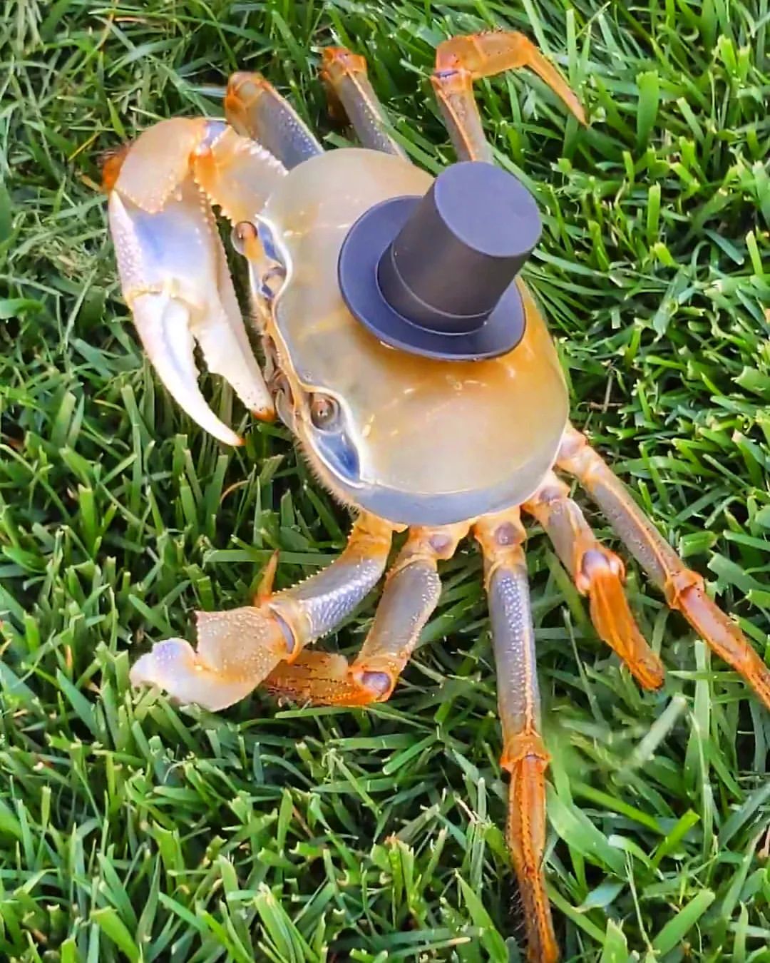 Howie the Crab