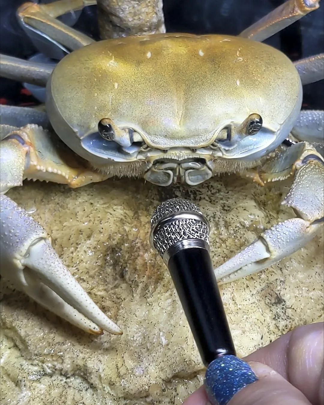 Howie the Crab