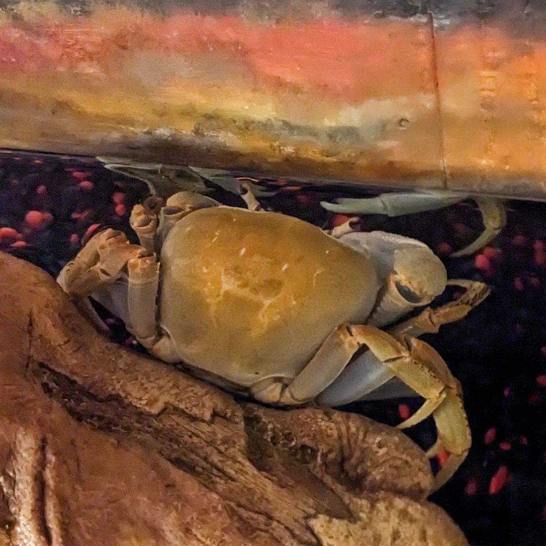 Howie the Crab