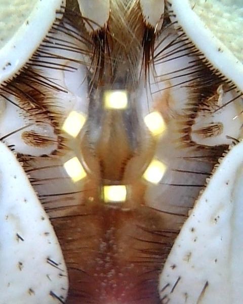 Howie the Crab's mouth