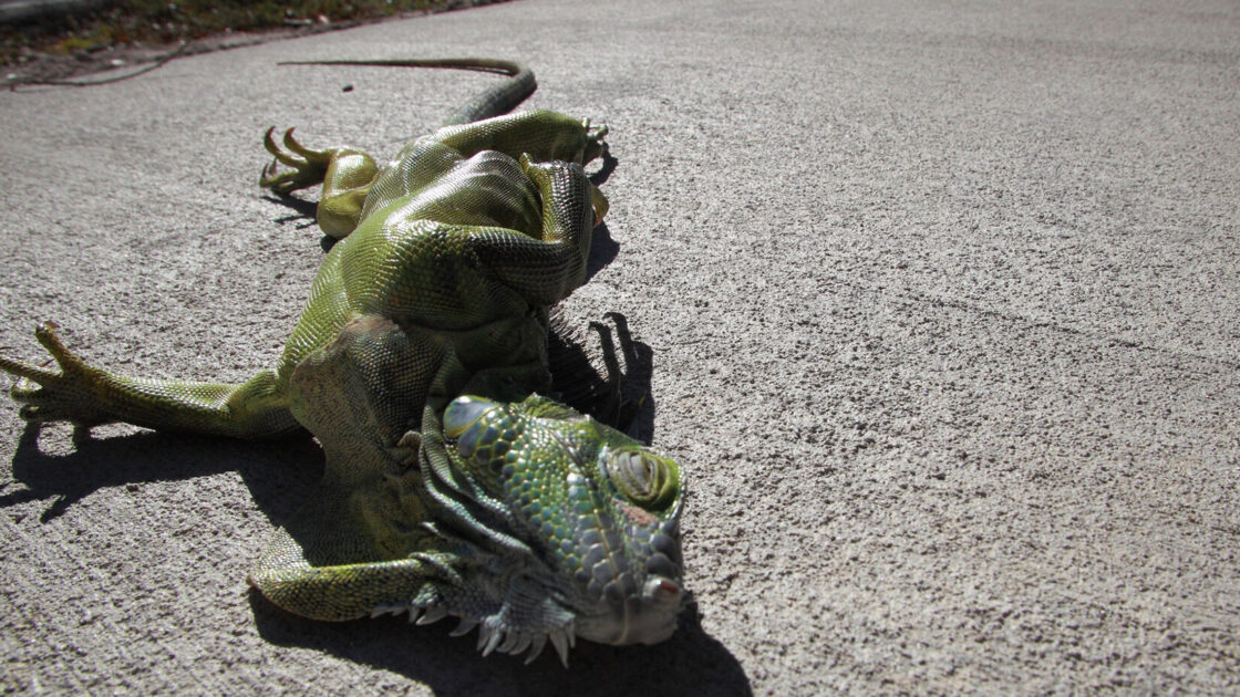 Falling Iguanas in Florida