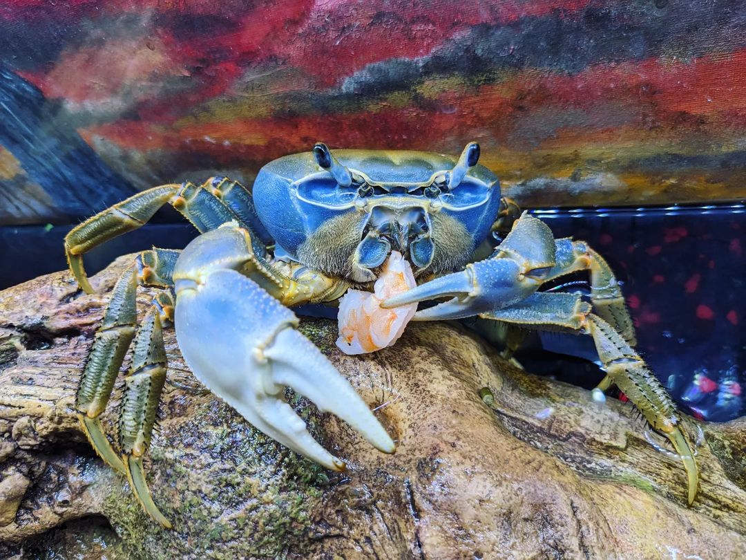 Howie the Crab on TikTok