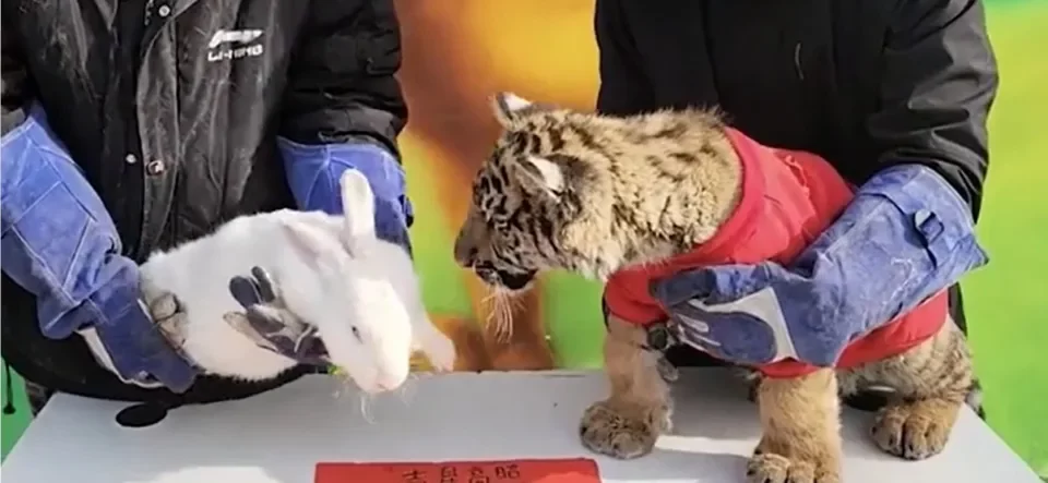 The Year Of The Tiger To The Rabbit's Transition Goes Bad