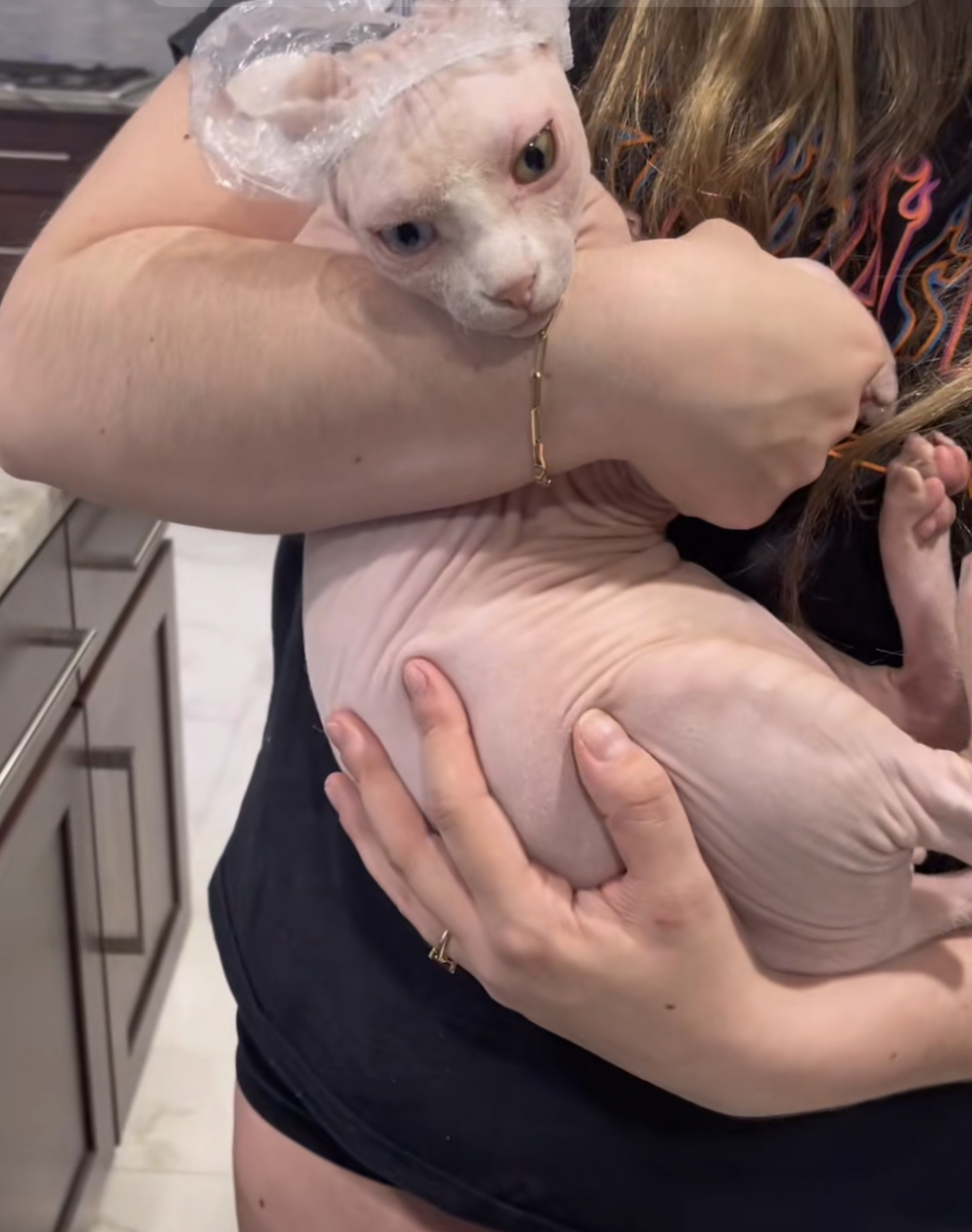 Bath time for Nudacris the TikTok famous sphynx