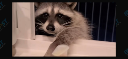 Wilbur and Gracie on TikTok