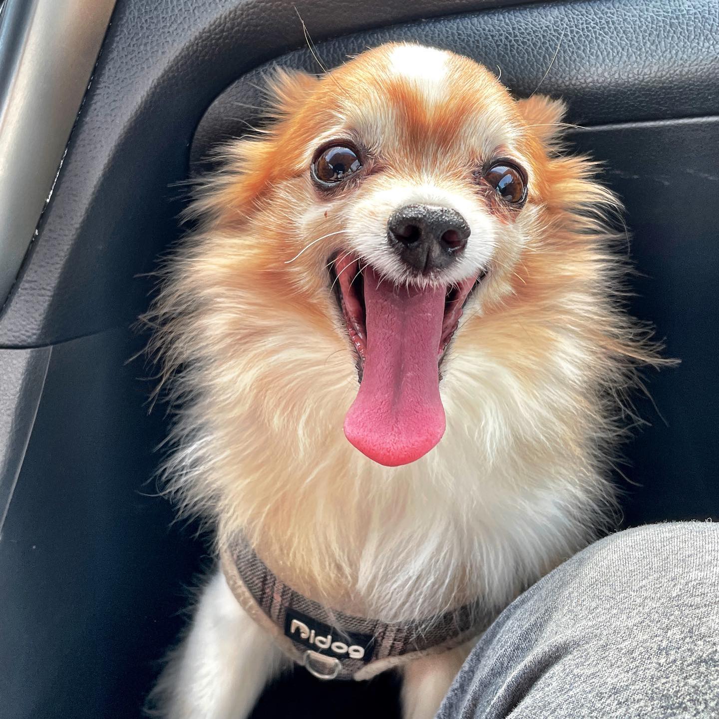 Donna D'Errico's rescue dog Scout