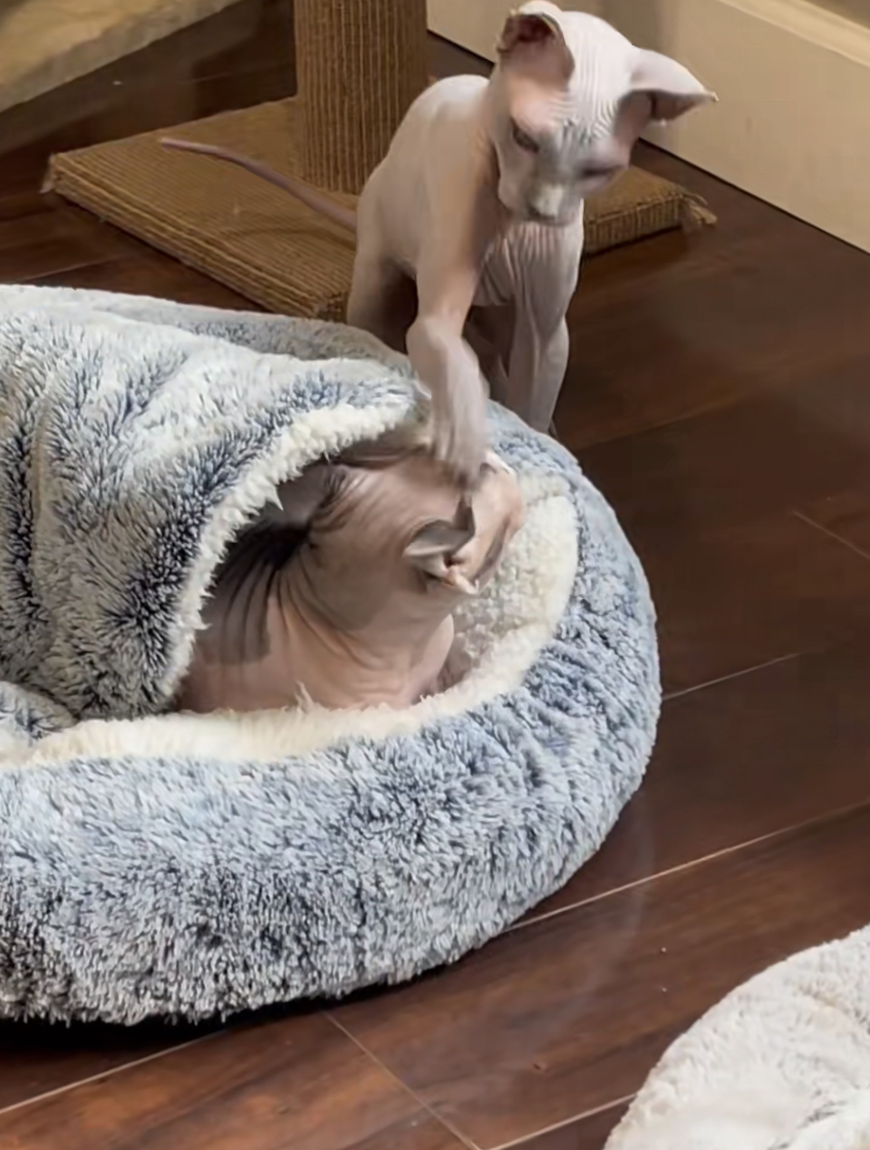 Nimbus and Khaleesi