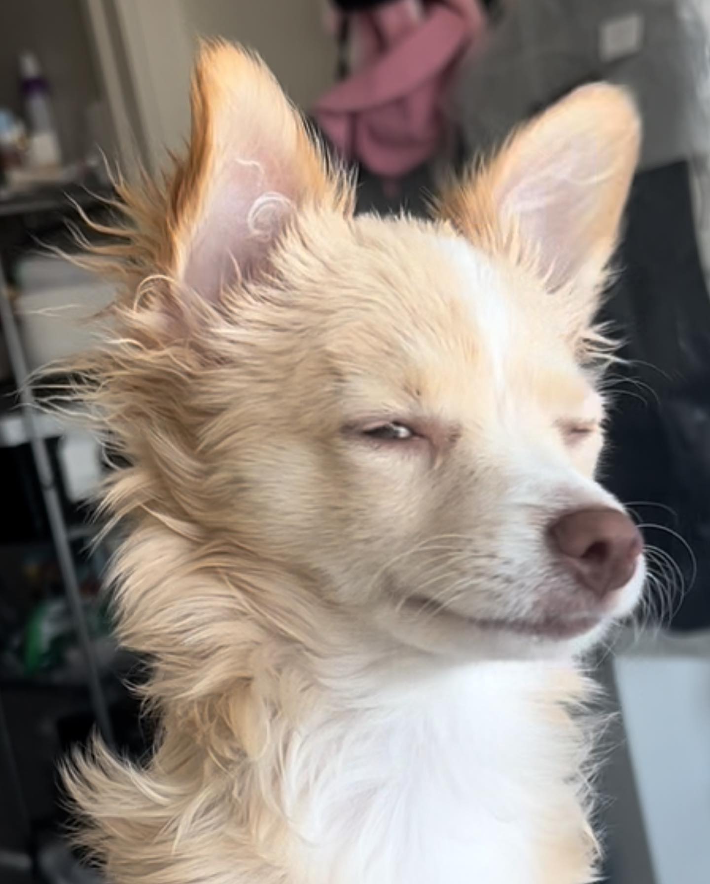 Carly Lawrence shares a photo of her dog Luna