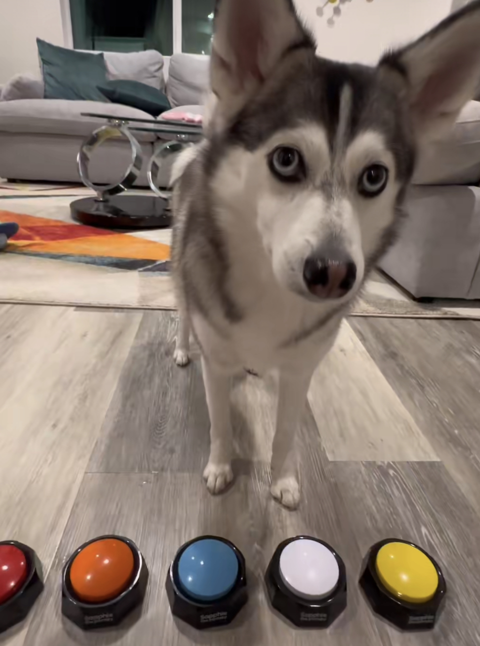 Sapphie the Pomsky