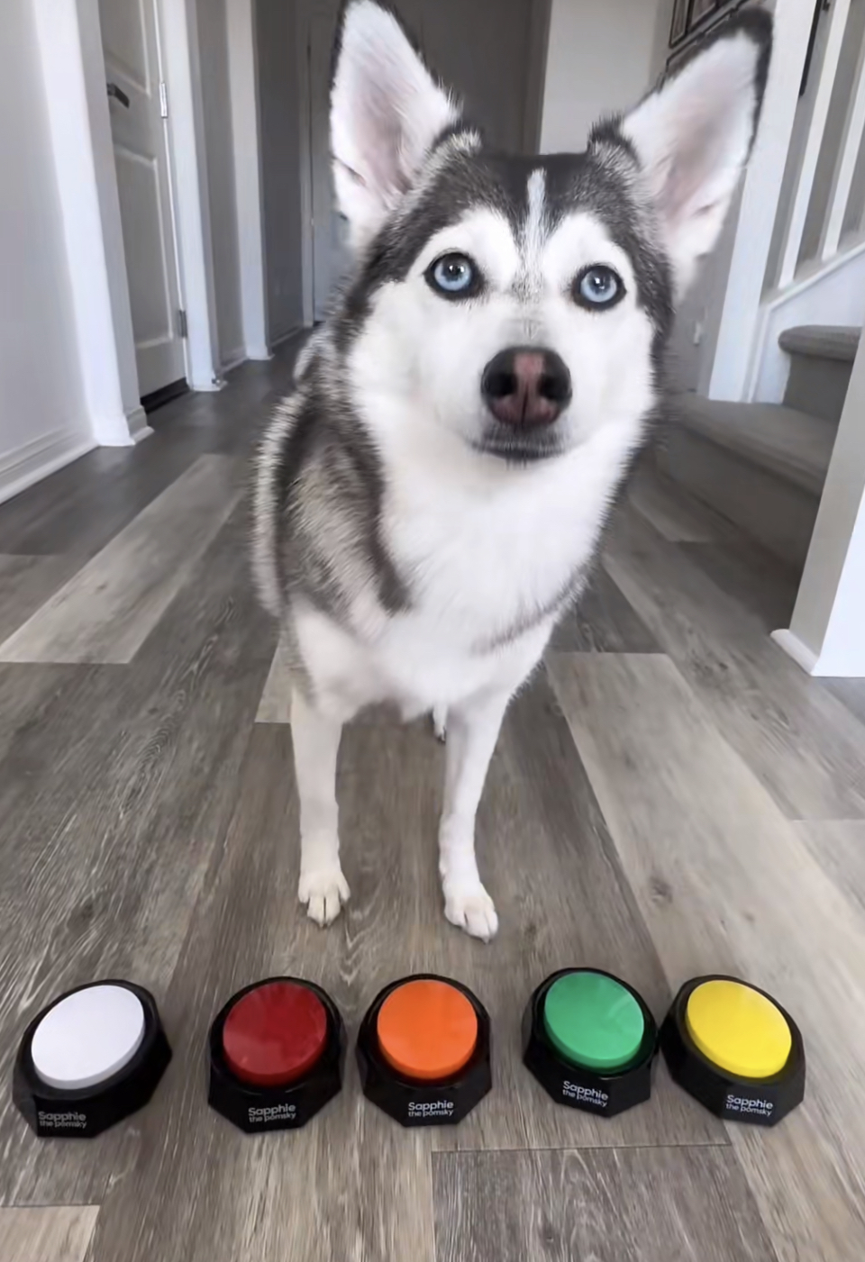 Sapphie the pomsky
