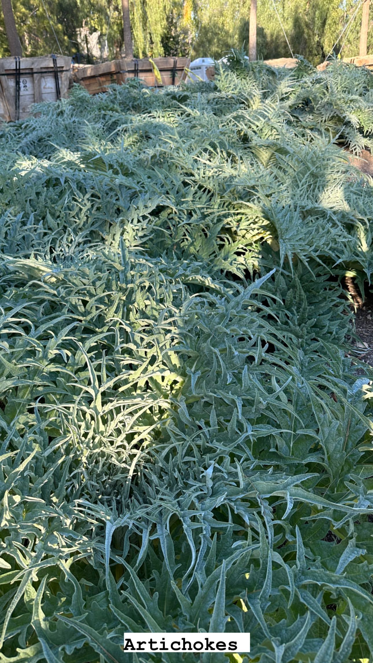 Kim Kardashian Flexes Her Green Thumb In Envious Fairytale Garden Tour