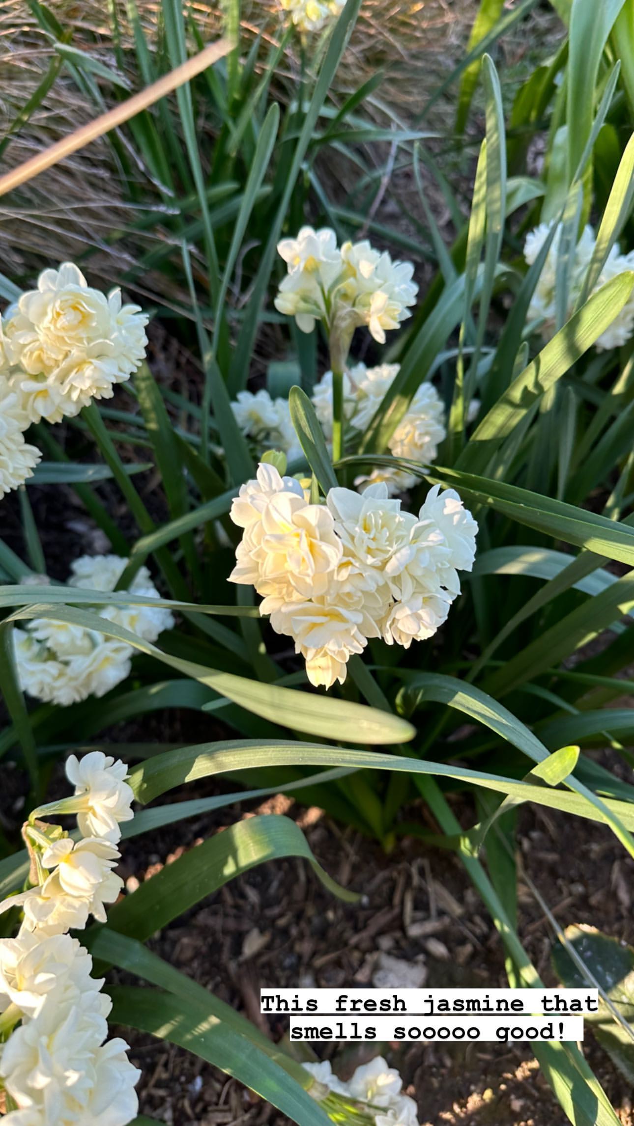 Kim Kardashian Flexes Her Green Thumb In Envious Fairytale Garden Tour