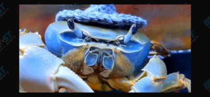 Howie the crab