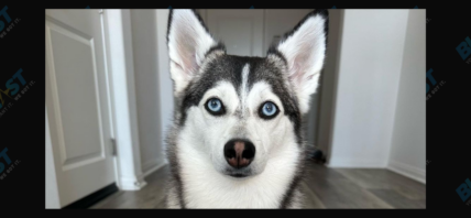 Sapphie The Pomsky on TikTok