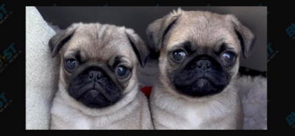 Jonathan Graziano's foster pugs