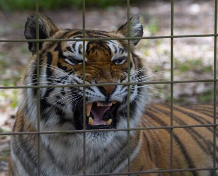 Big Cat Rescue Carole Baskin Joseph quot Joe Exotic quot Maldonado-Passage