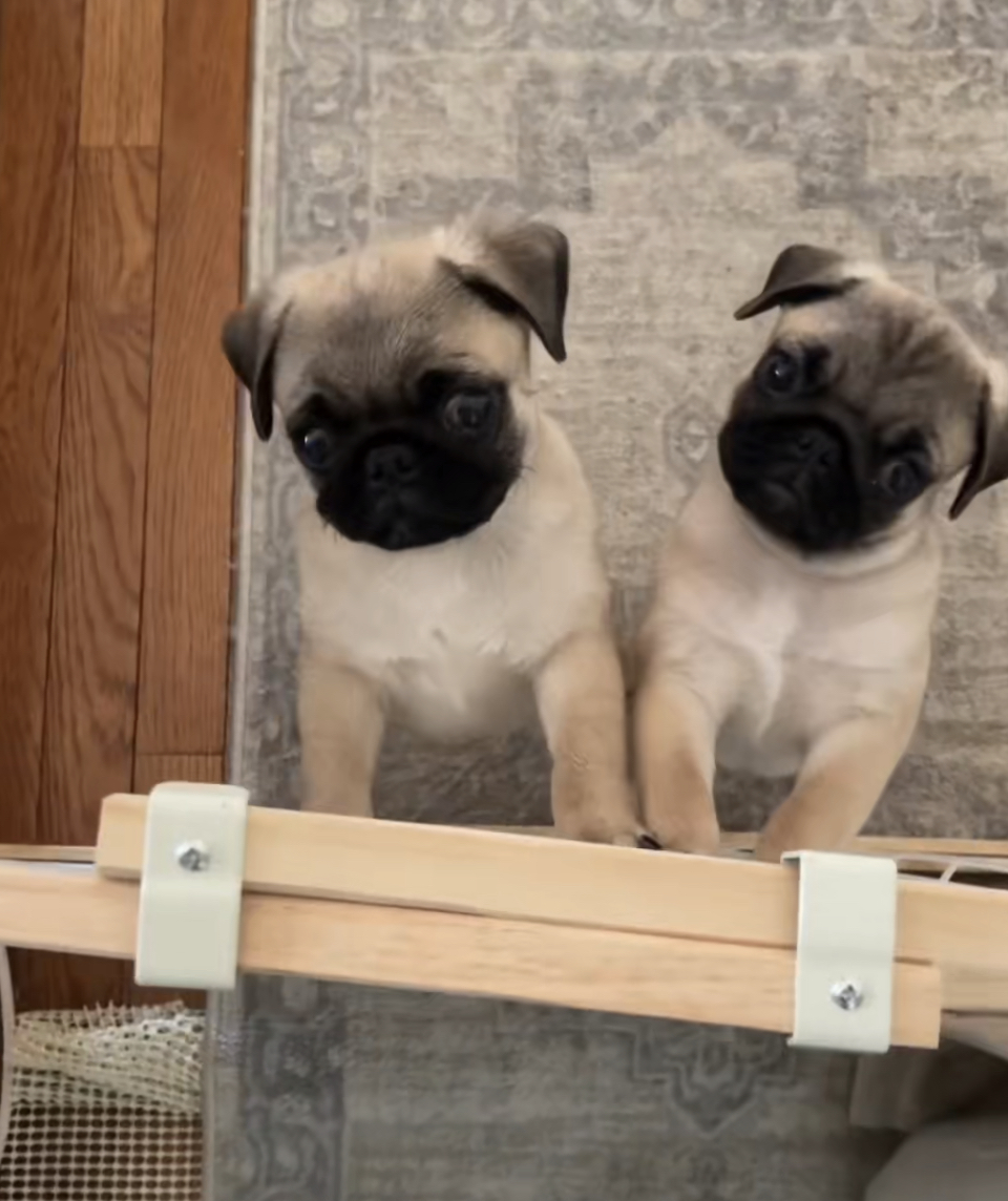 Jonathan Graziano's foster pugs Rigatoni and Macaroni